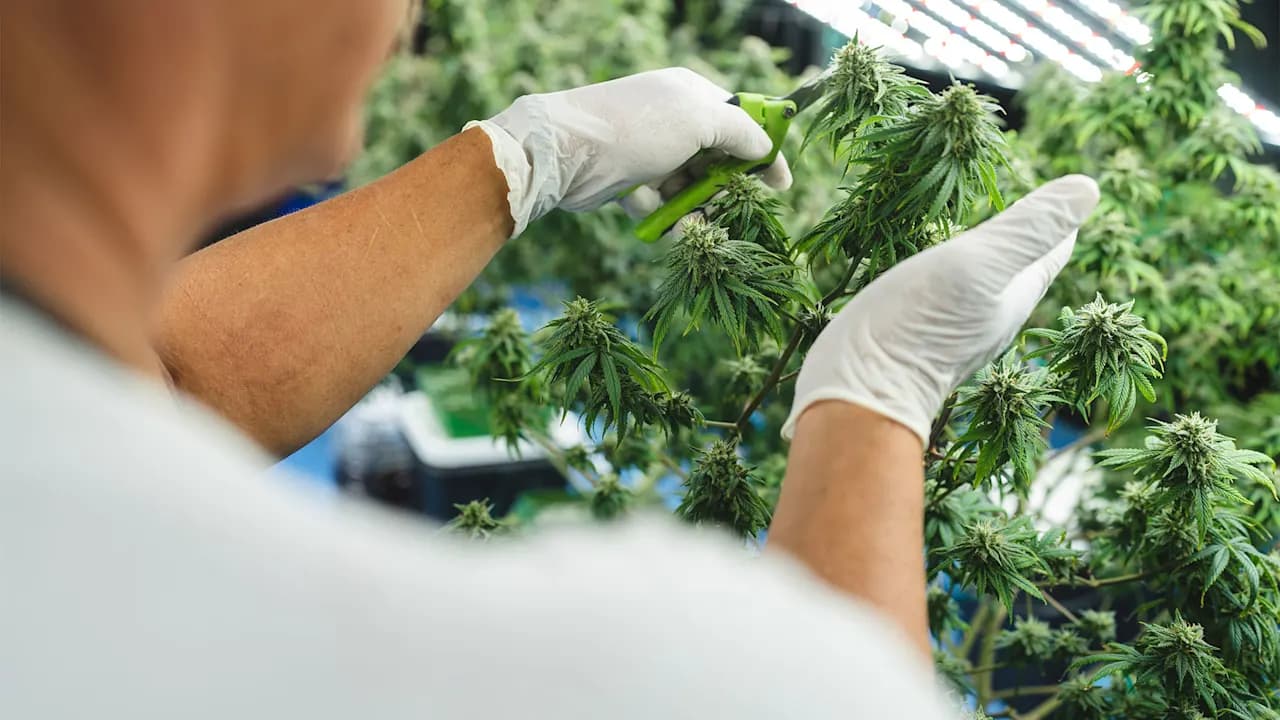 Federal Marijuana Reclassification Opens Door for Atlanta Cannabis Businesses