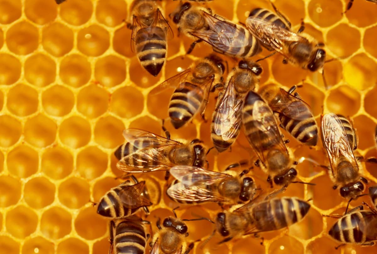 Beehiiv Expands Creator Platform With Webinars, Paywall Tools