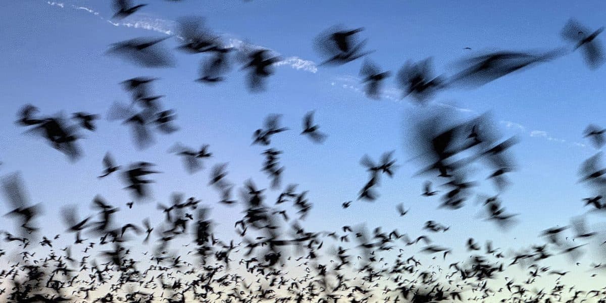 Bat Disease Crisis Threatens Farm Productivity, Local Tax Revenue