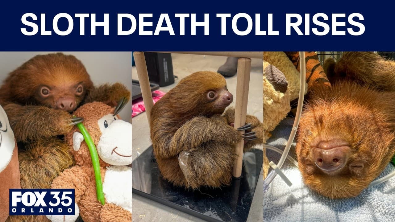 Central Florida Zoo Euthanizes Rescued Sloth After Health Decline