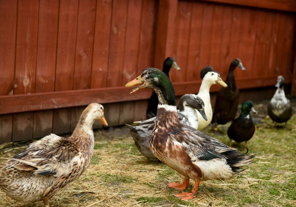Salmonella Outbreak Tied to Backyard Poultry Affects Georgia Residents