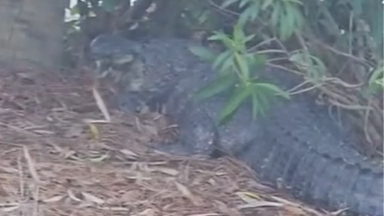 Wildlife Encounter at Jekyll Island Resort Raises Safety Questions