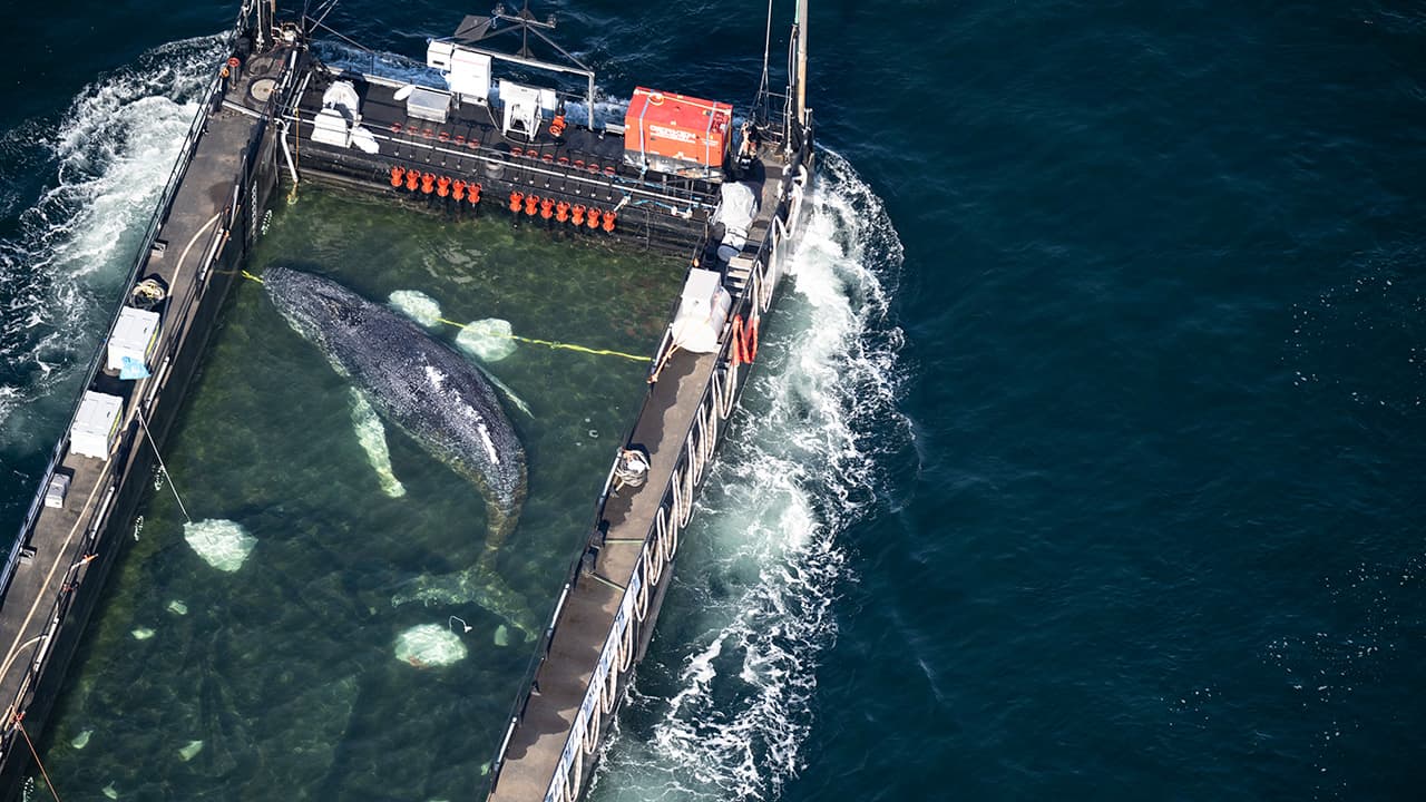 Baltic Whale Rescue Effort Ends in Controversy After Animal Found Dead