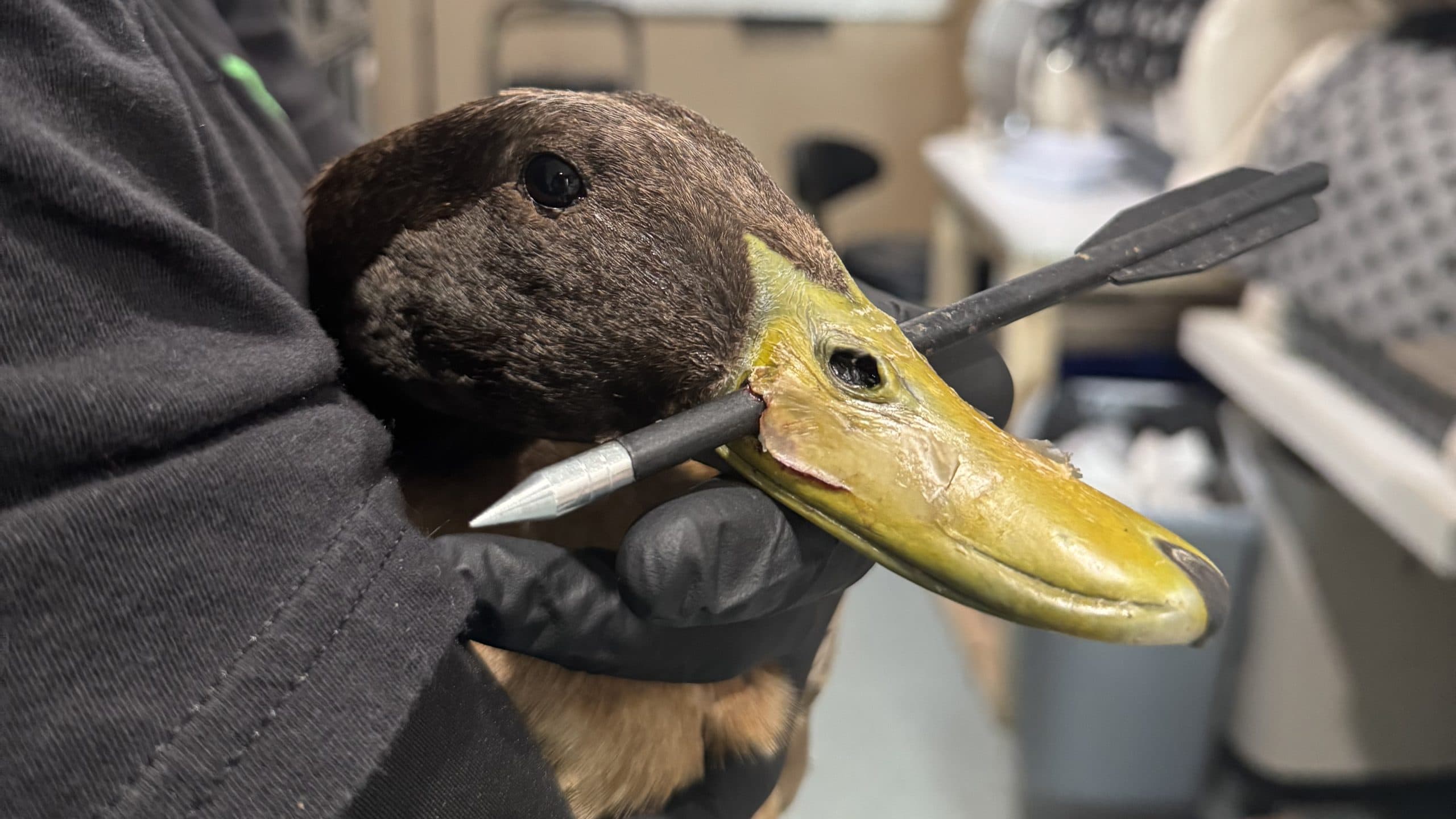 Wildlife Crisis Demands Corporate Responsibility and Community Action