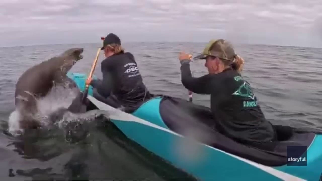 Wildlife Interrupts West Coast Canoe Race, Goes Viral