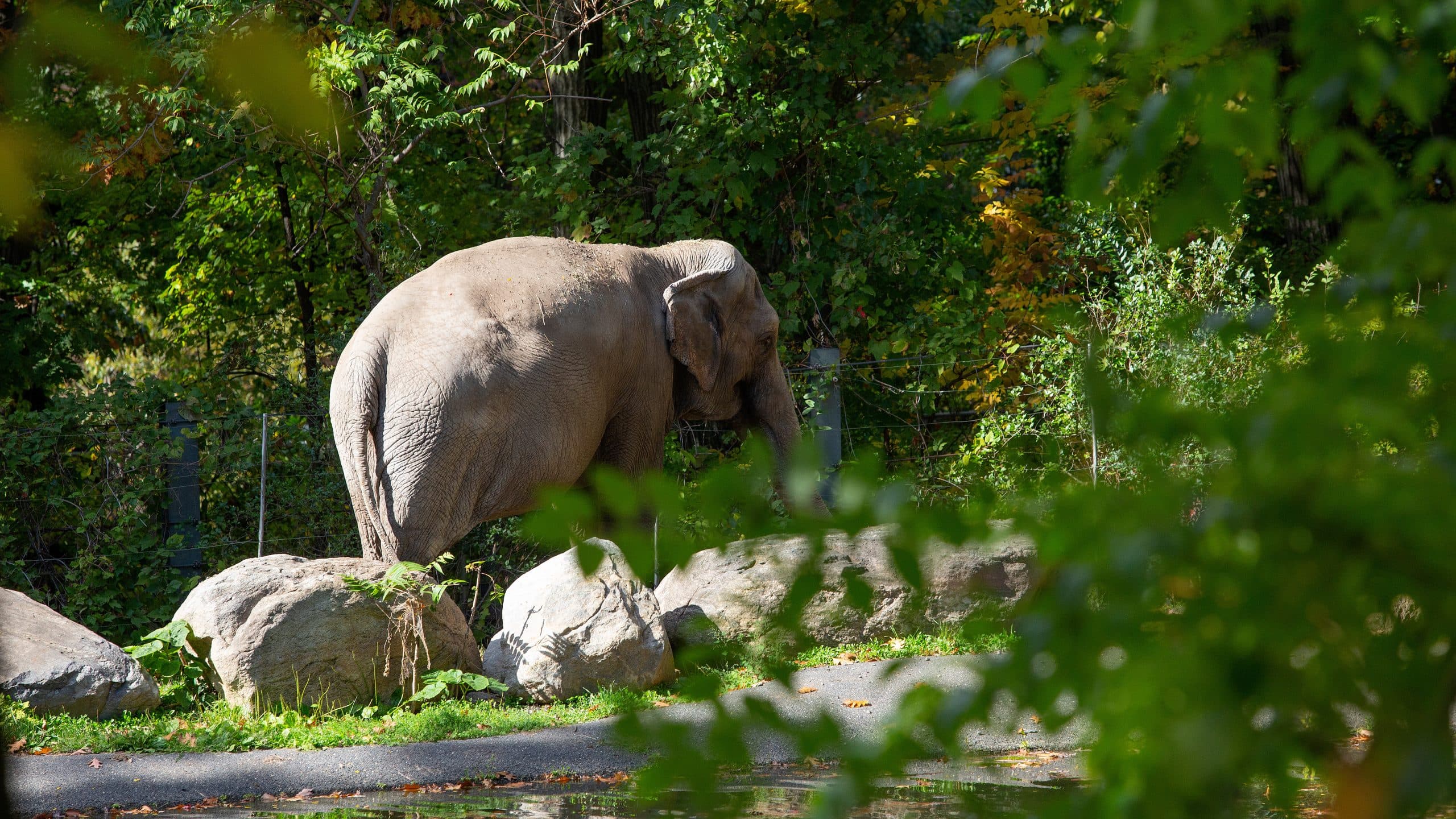 Happy the Elephant: Legacy of Research and Animal Welfare Ethics