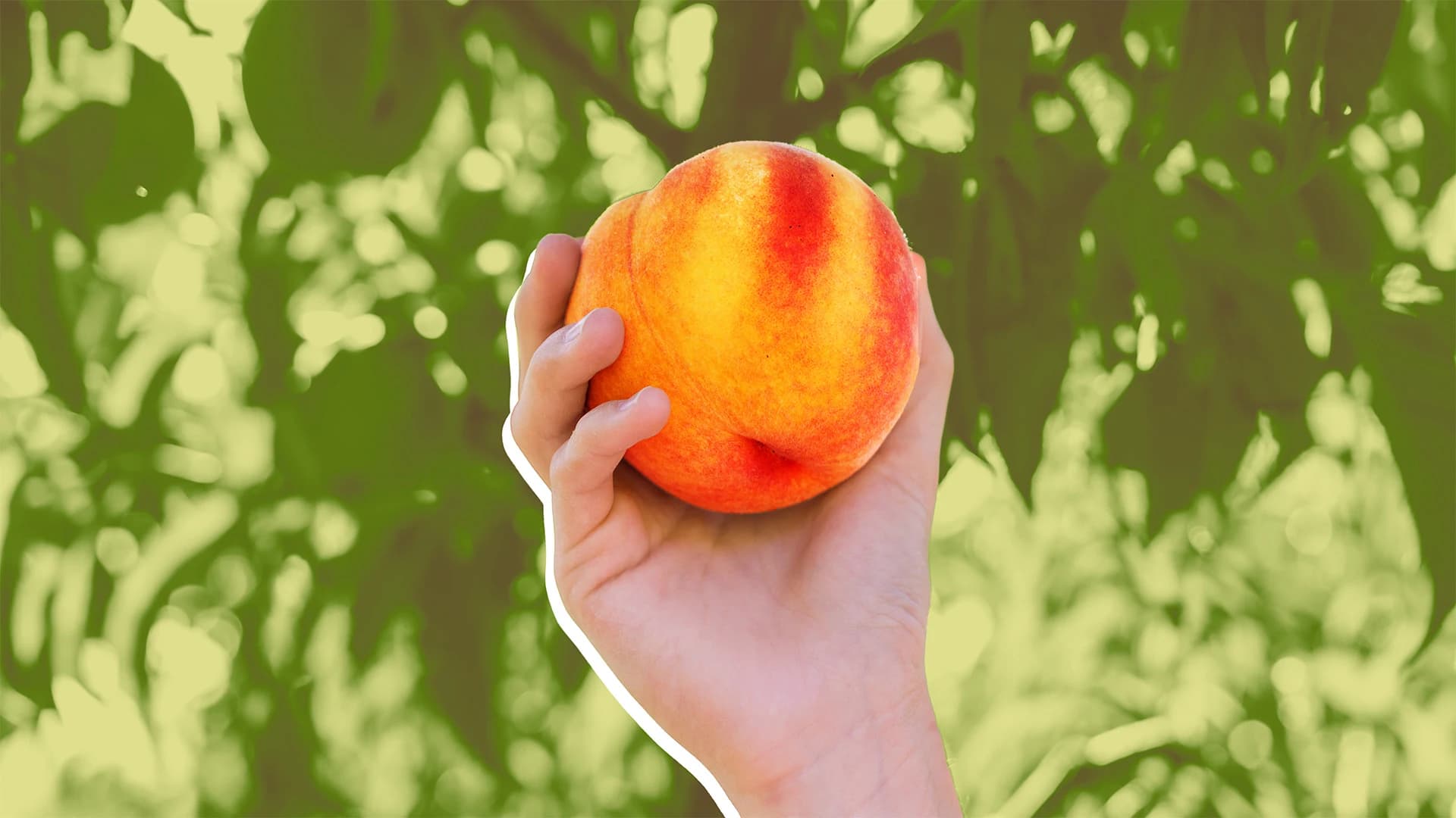 Peach Supply Crisis Could Squeeze Southeast Growers, Retailers