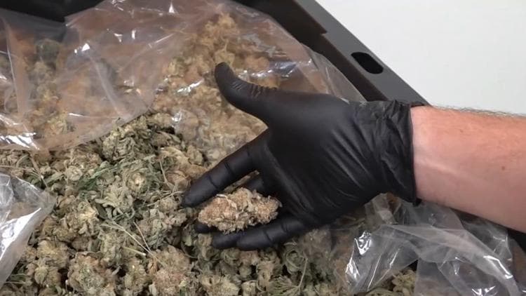 Georgia Medical Cannabis Program Expands Access July 1