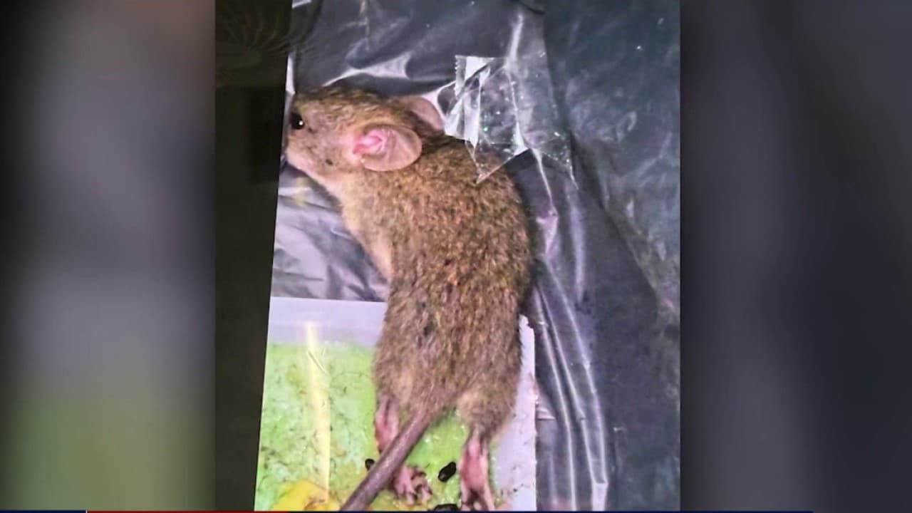 Chamblee IRS Office Faces Workforce Impact Over Pest Control Crisis