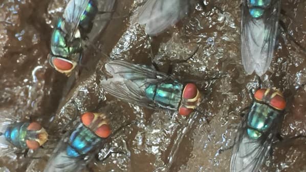 Screwworm Detection Near Border Raises Supply Chain Concerns for Georgia Livestock