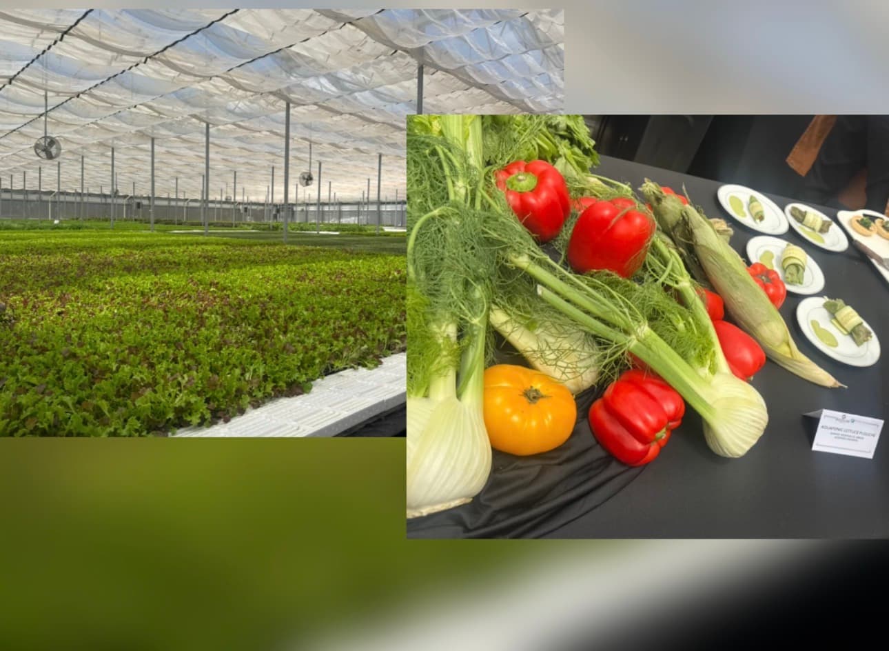 Andrew Young's Vision: From Home Gardens to Urban Food Systems