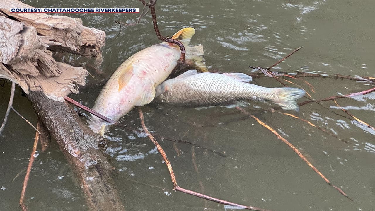 Atlanta Launches Independent Probe Into Chattahoochee River Fish Kill