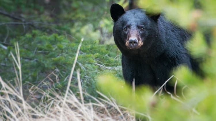 Metro Atlanta Wildlife Encounters Rise: What Businesses Need to Know