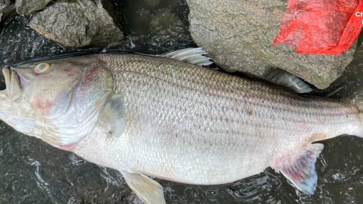 Chattahoochee Sewage Spill Kills 45K Fish, Raises Water Management Concerns