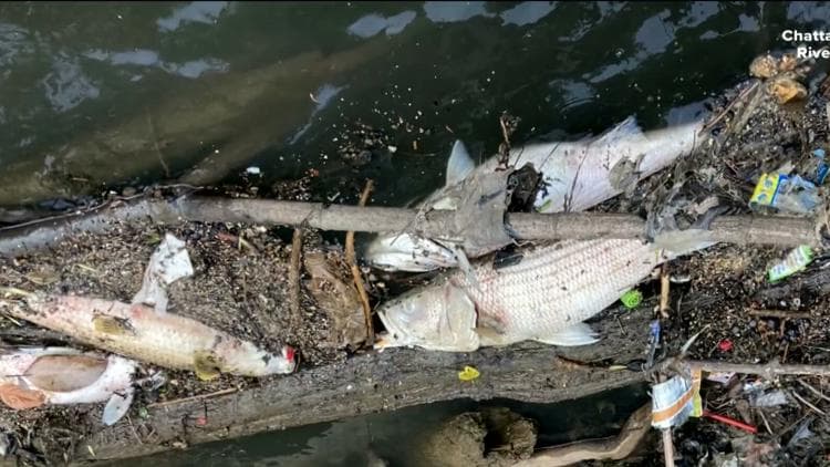 Georgia EPD Clears Atlanta Chemical Spill in Chattahoochee Fish Kill