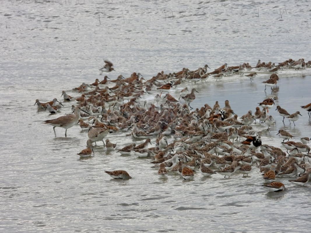 Georgia's Coastal Wildlife Economy: Bird Conservation Drives Tourism and Regional Growth