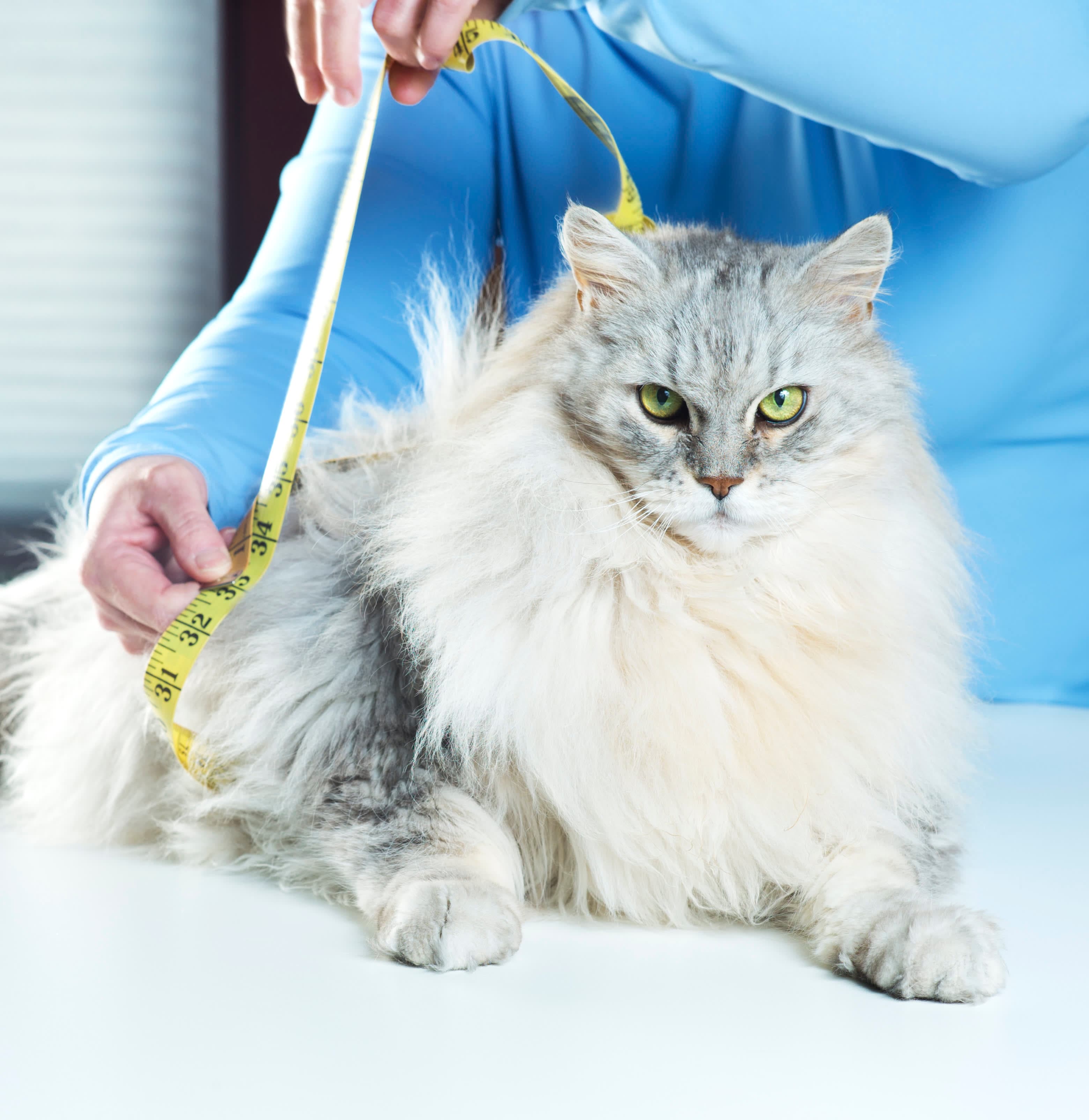 Weight-Loss Drugs Expand Into Pet Market as Startups Eye GLP-1 Treatments