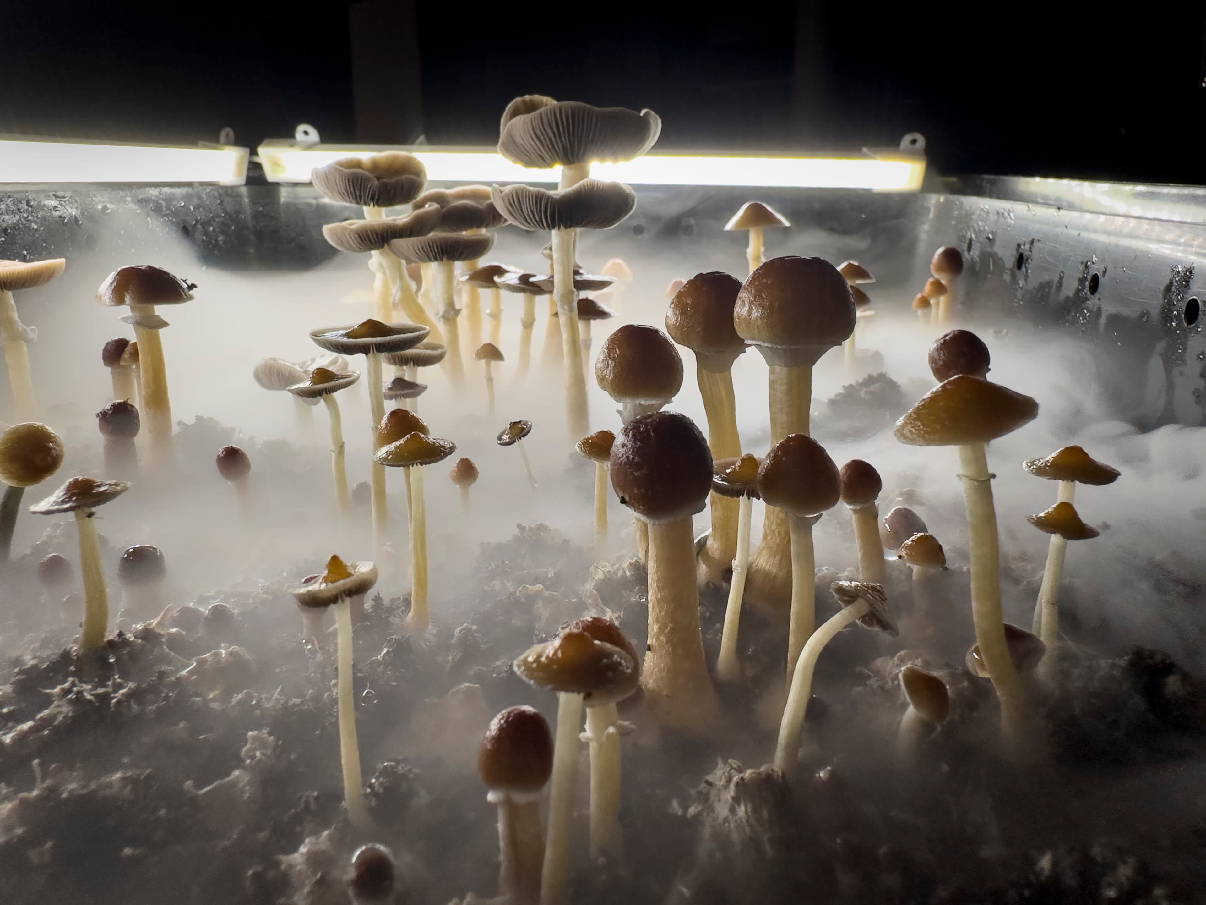 Eli Lilly's Atai Beckley Deal Signals Pharma's Embrace of Psychedelics