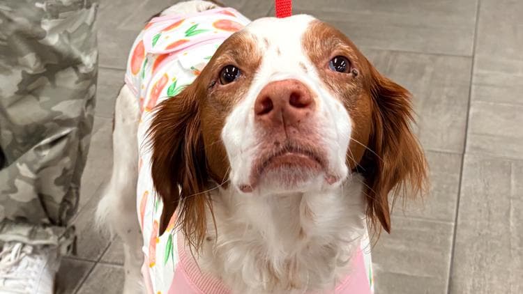 Atlanta Emergency Vet Team Saves Dog's Life After Freak Accident