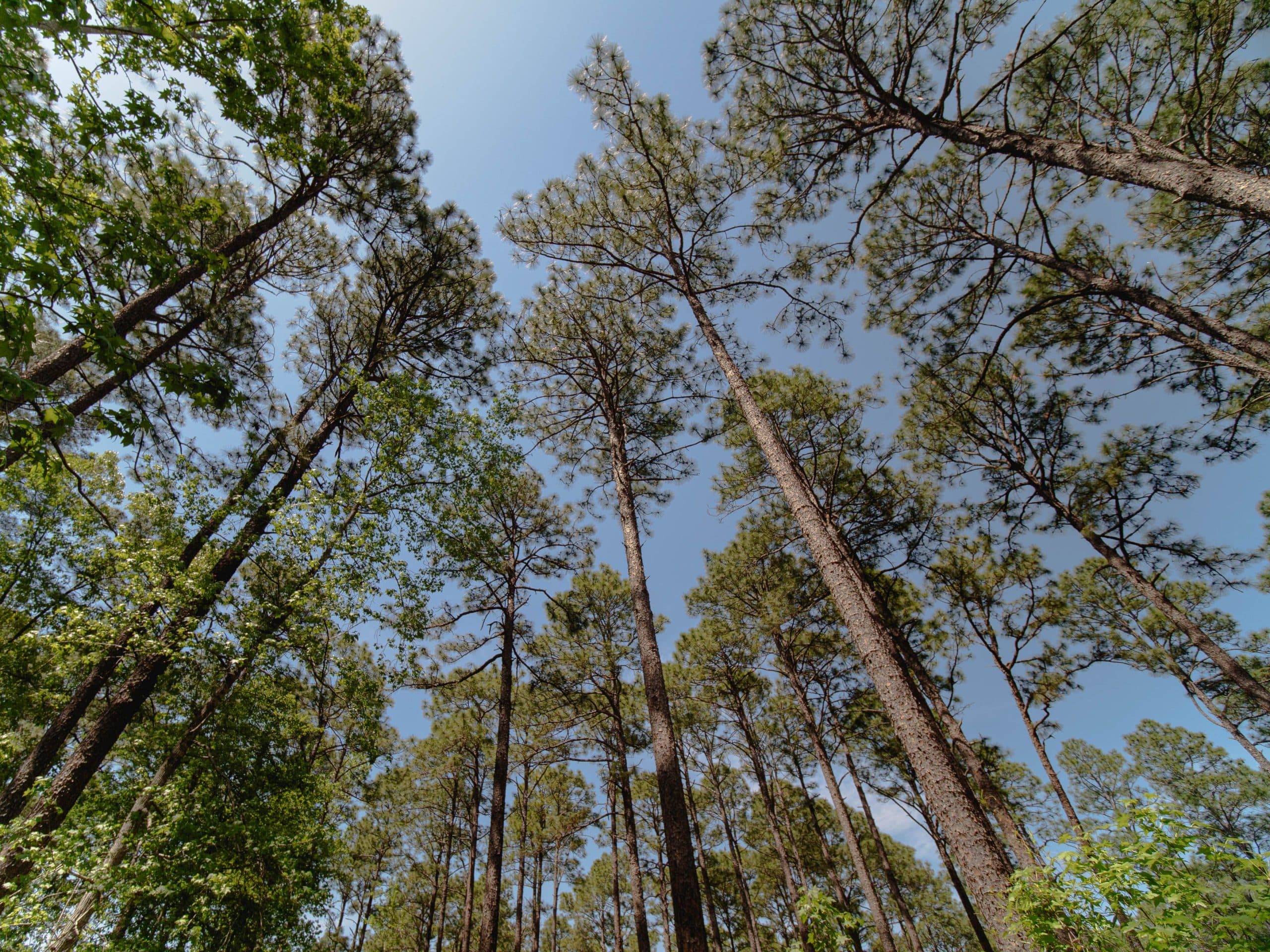 Georgia Secures Federal Funds for Longleaf Pine Restoration