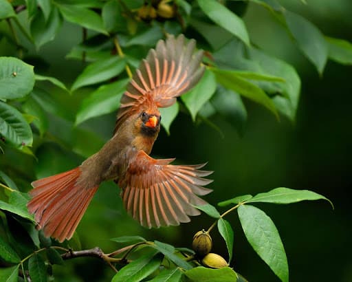 Atlanta's Birding Boom: A Growing Market Opportunity