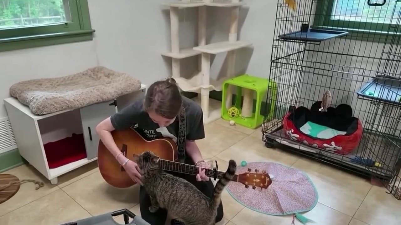 PAWS Atlanta Innovates Animal Welfare with Live Music Program