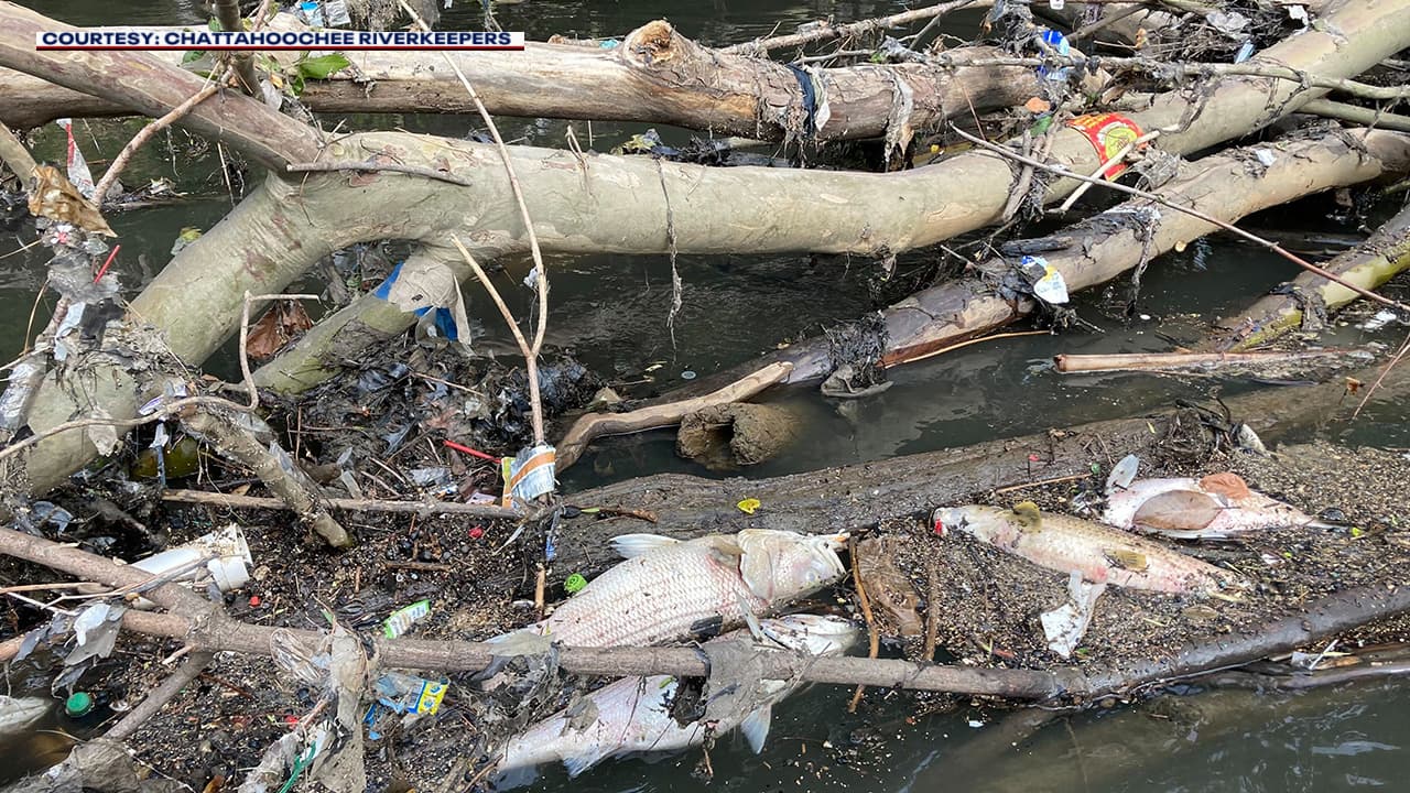 Massive Fish Kill in Chattahoochee Signals Water Quality Crisis for Atlanta Region