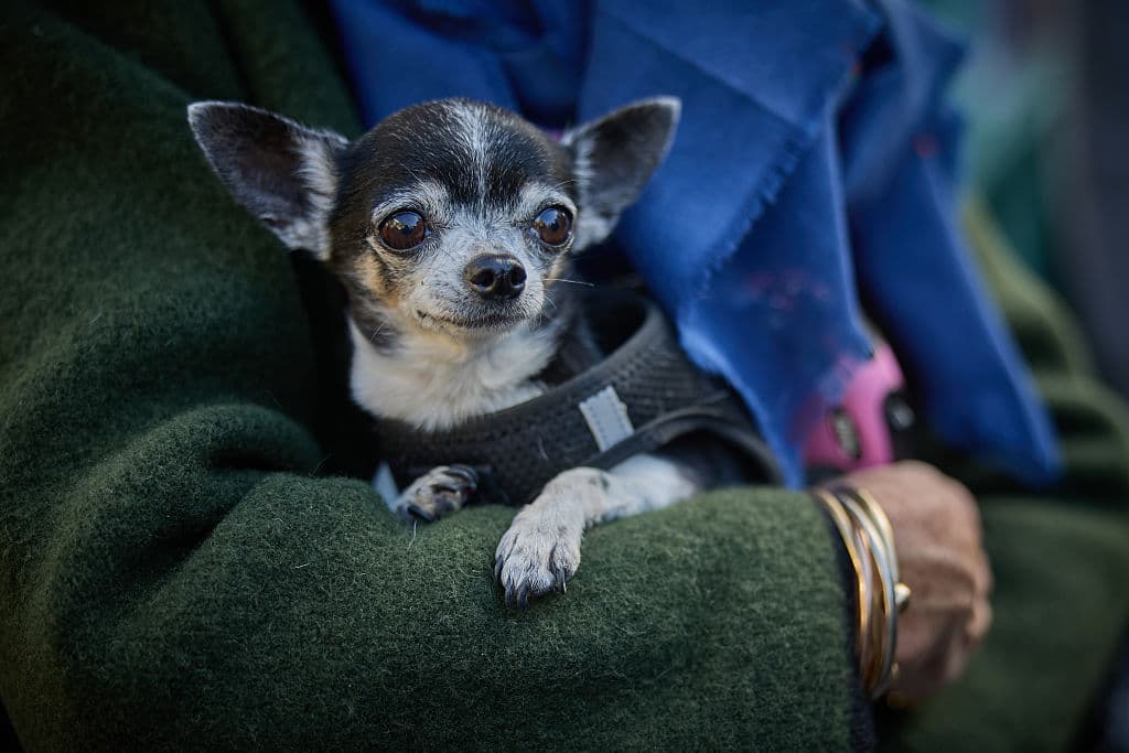 Study: 'Chihuahua' Tops Georgia's Most Misspelled Words