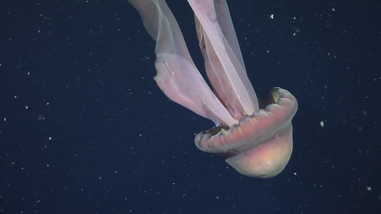 Deep-Sea Innovation: What Ocean Biology Teaches Business
