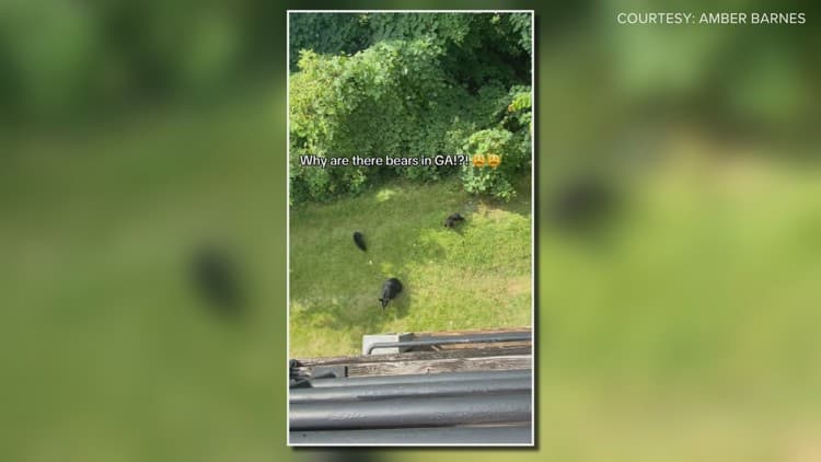 Wildlife Encounters Rise in Metro Atlanta as Bears Move South
