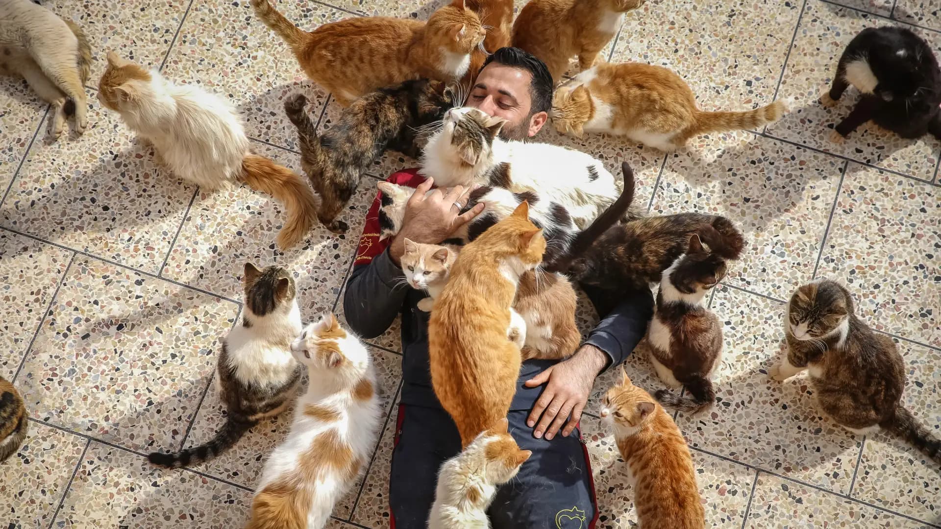 Cat-Human Health Connections: New Risks and Treatment Hope