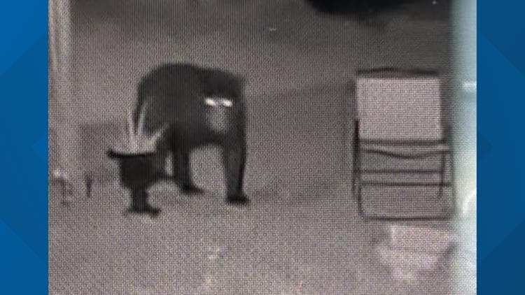 Rising Bear Activity in Georgia Suburbs Raises Property, Safety Concerns