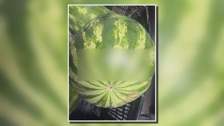Atlanta Harvest Confronts Racial Incident at Clayton County Market