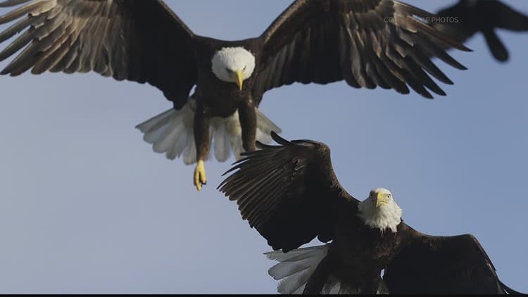 Georgia's Bald Eagle Population Thrives With 89% Nest Success Rate