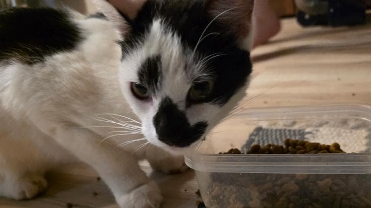 Atlanta Woman's Cat Search Exposes AI-Powered Scam Threat
