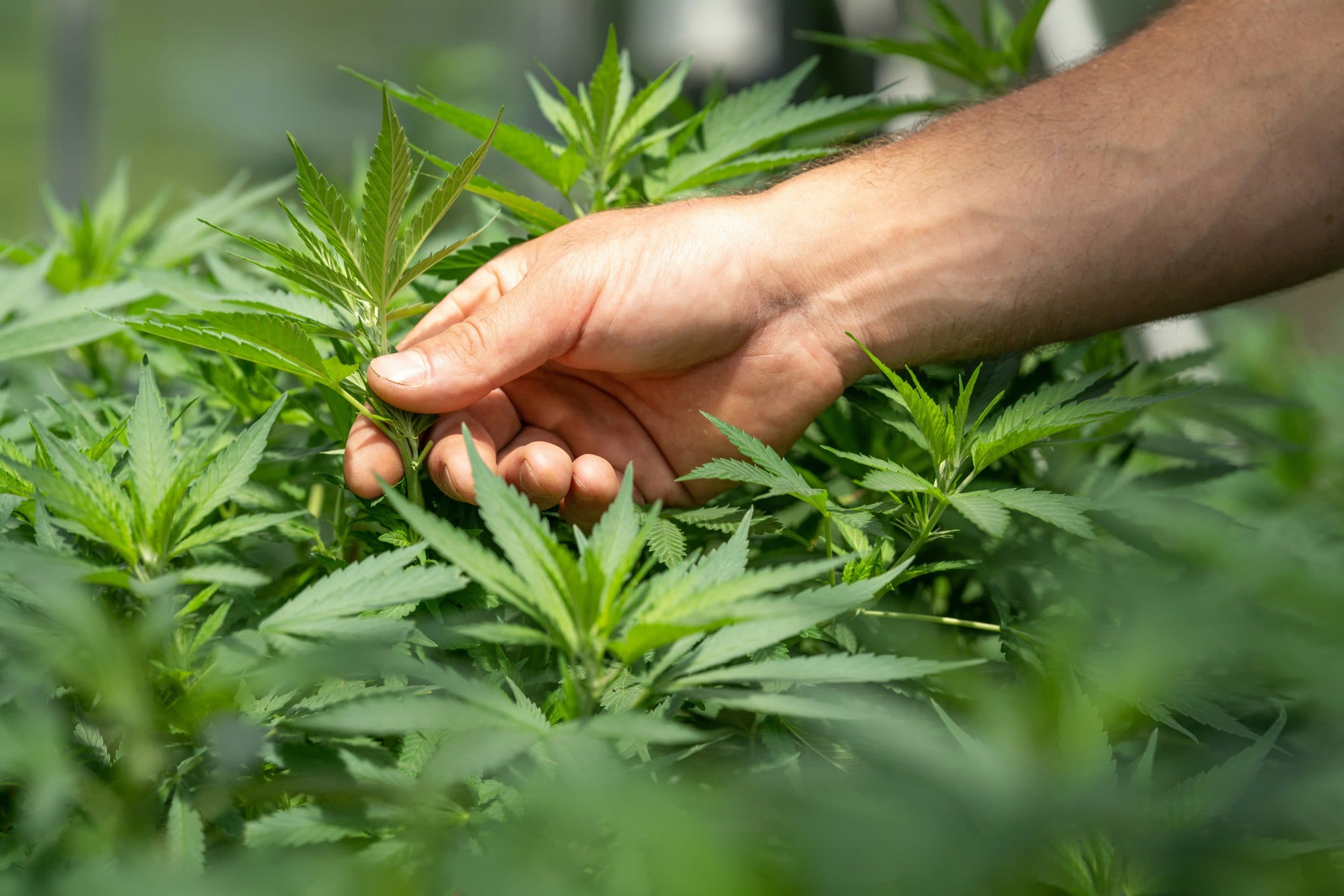 Hemp Industry Faces November Deadline: What Atlanta Businesses Need to Know