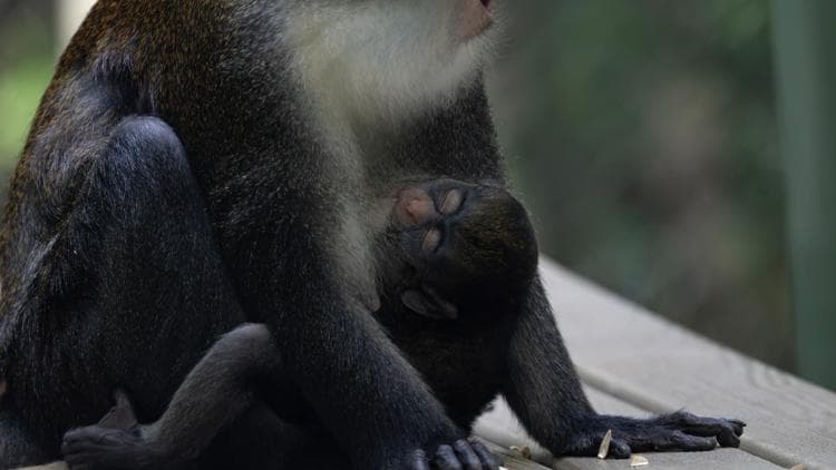 Zoo Atlanta Celebrates Birth of Endangered Monkey Species
